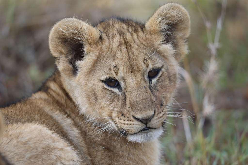 Royal Mara Safari Lodge Aitong Ανέσεις φωτογραφία