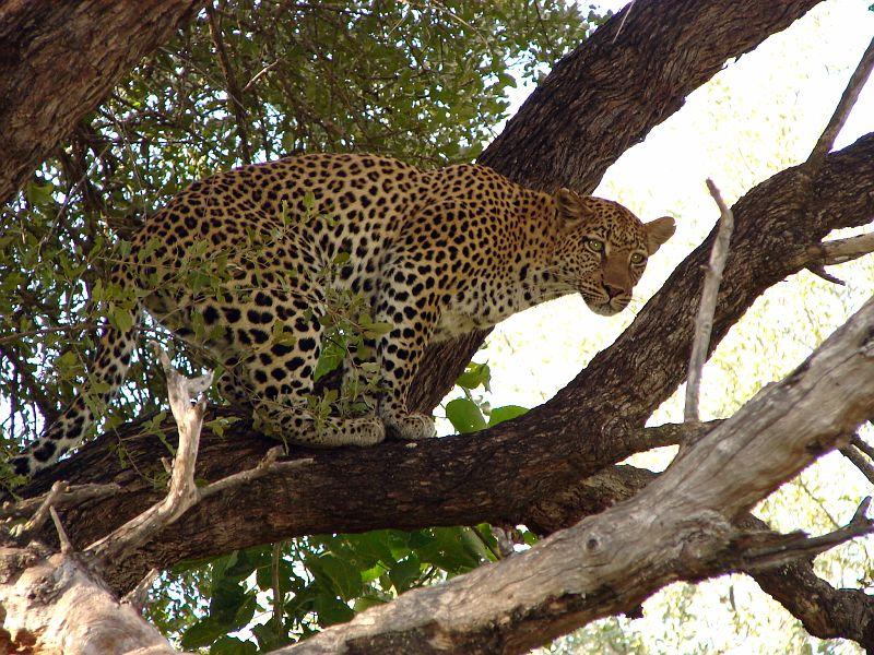 Royal Mara Safari Lodge Aitong Εξωτερικό φωτογραφία